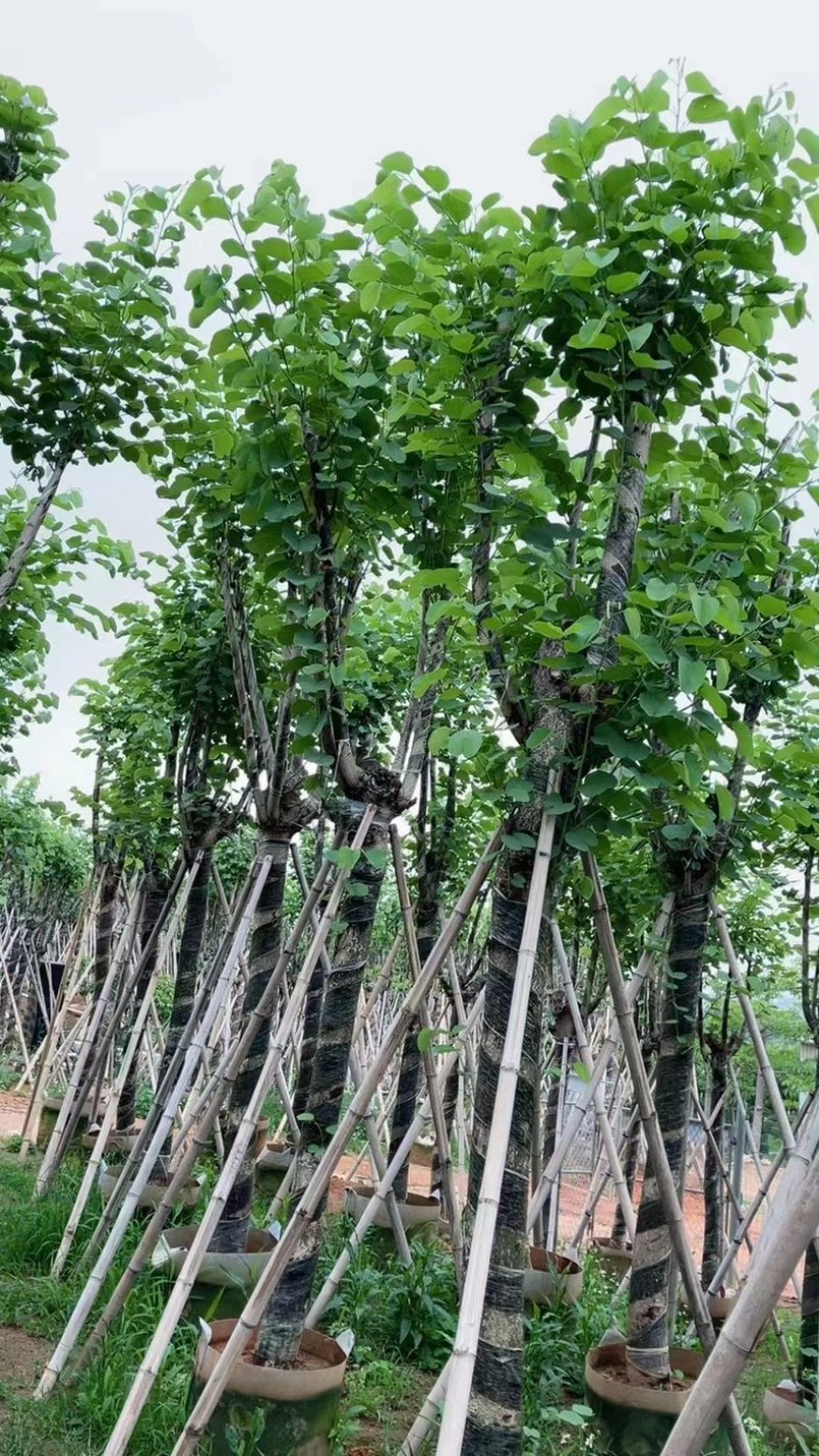 宫粉紫荆10～18公分