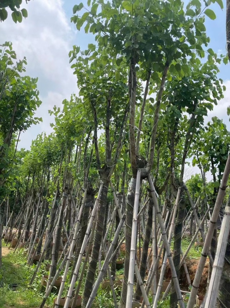 宫粉紫荆10～18公分