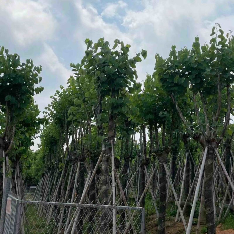 宫粉紫荆10～18公分