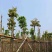 海南红豆5～6公分