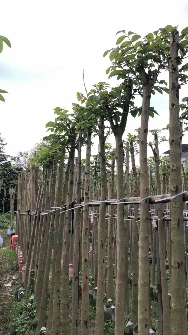 火焰木5～6公分