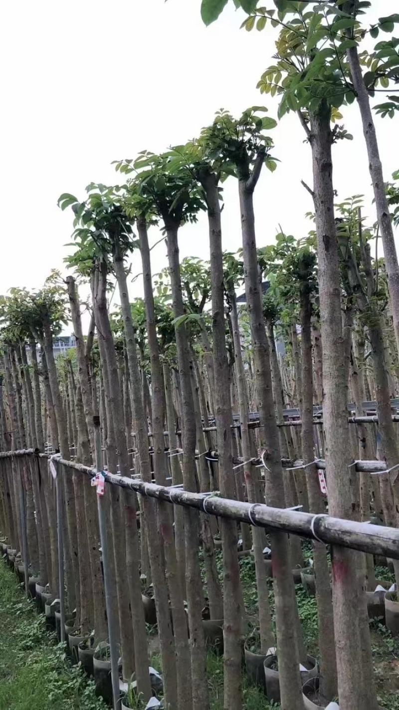 火焰木5～6公分