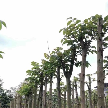 火焰木5～6公分