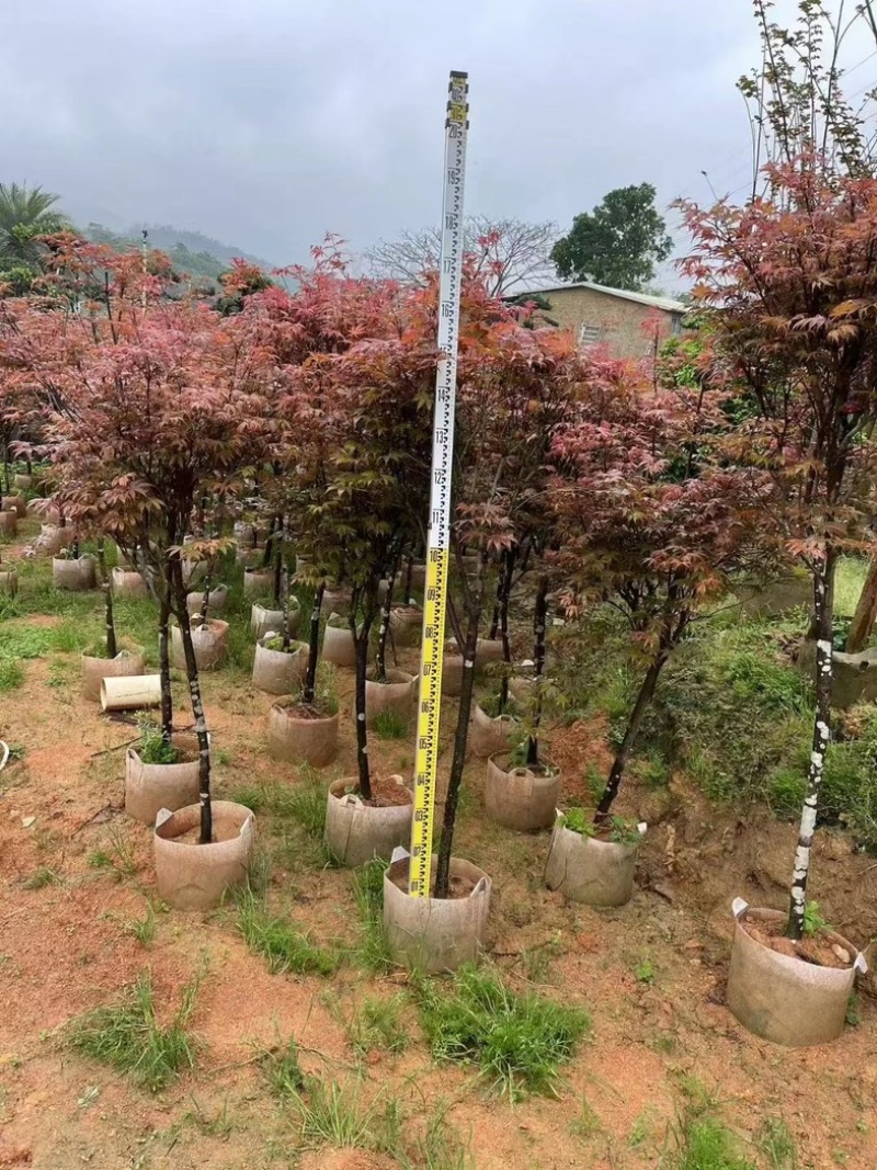 红枫树3～8公分