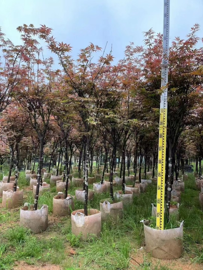 红枫树3～8公分