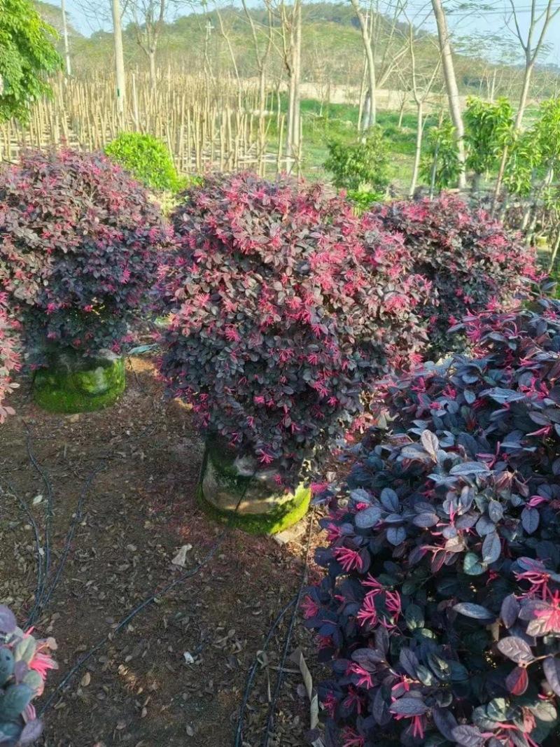 红花继木球60至1米