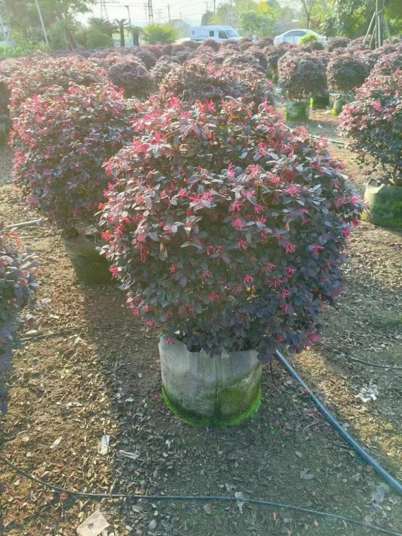 红花继木球60至1米