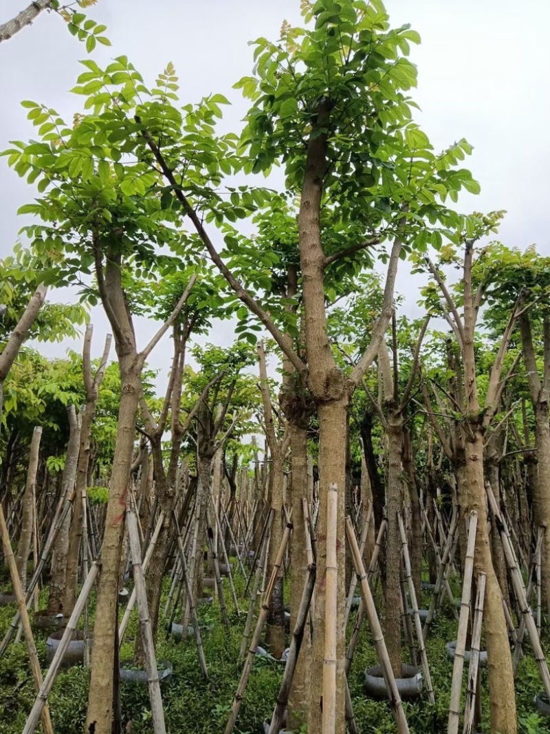 火焰木骨架苗12～15公分