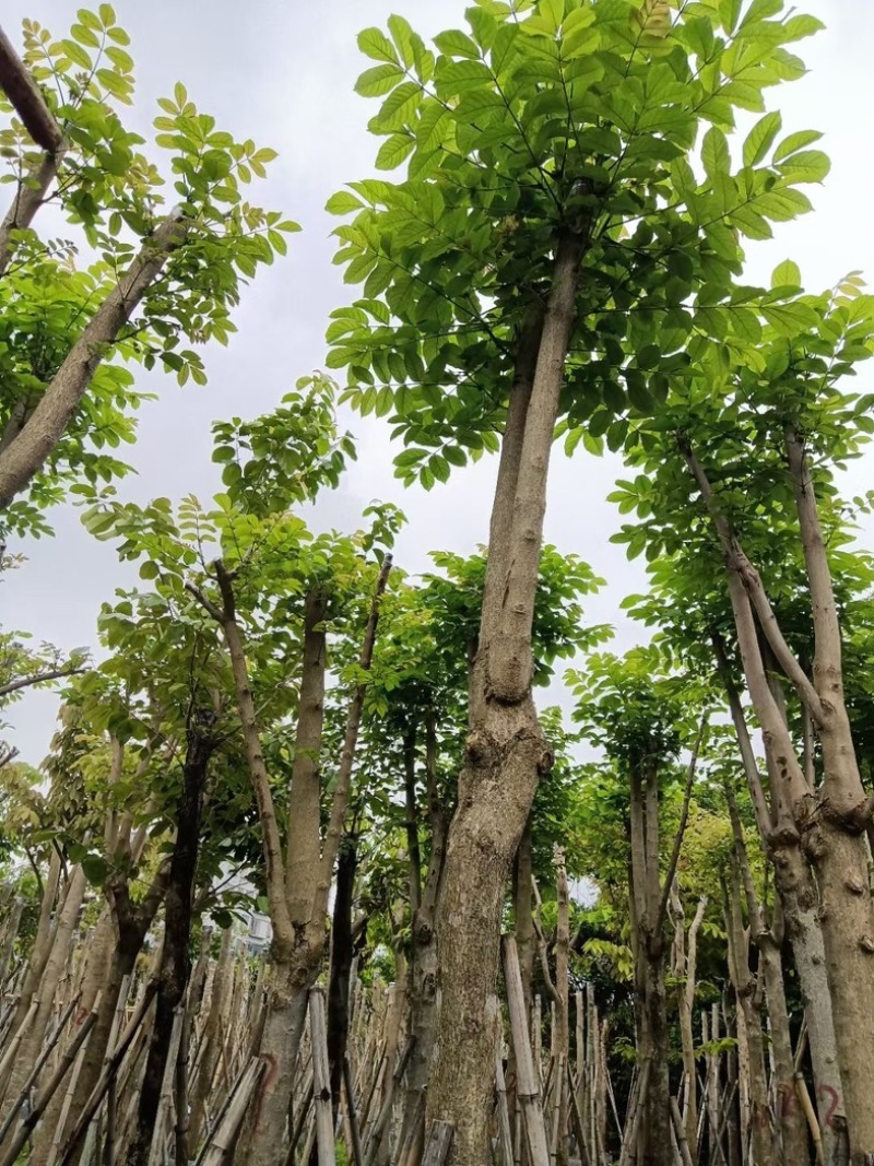 火焰木骨架苗12～15公分