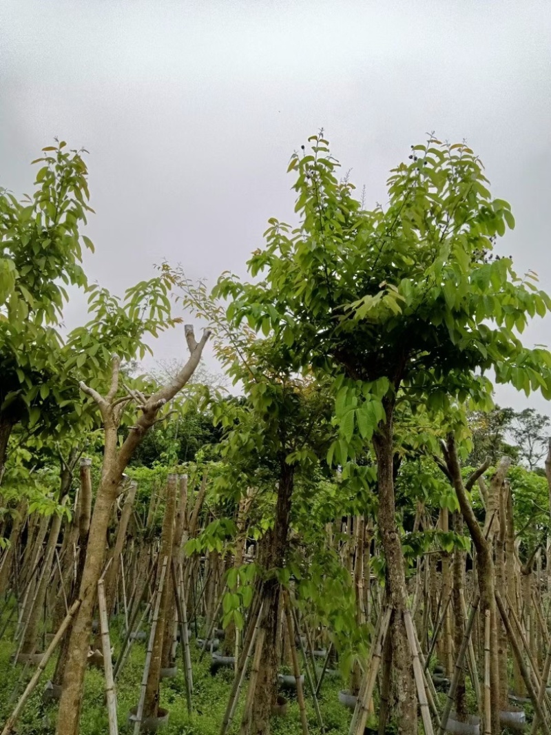 火焰木骨架苗12～15公分