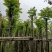 麻楝8～10公分