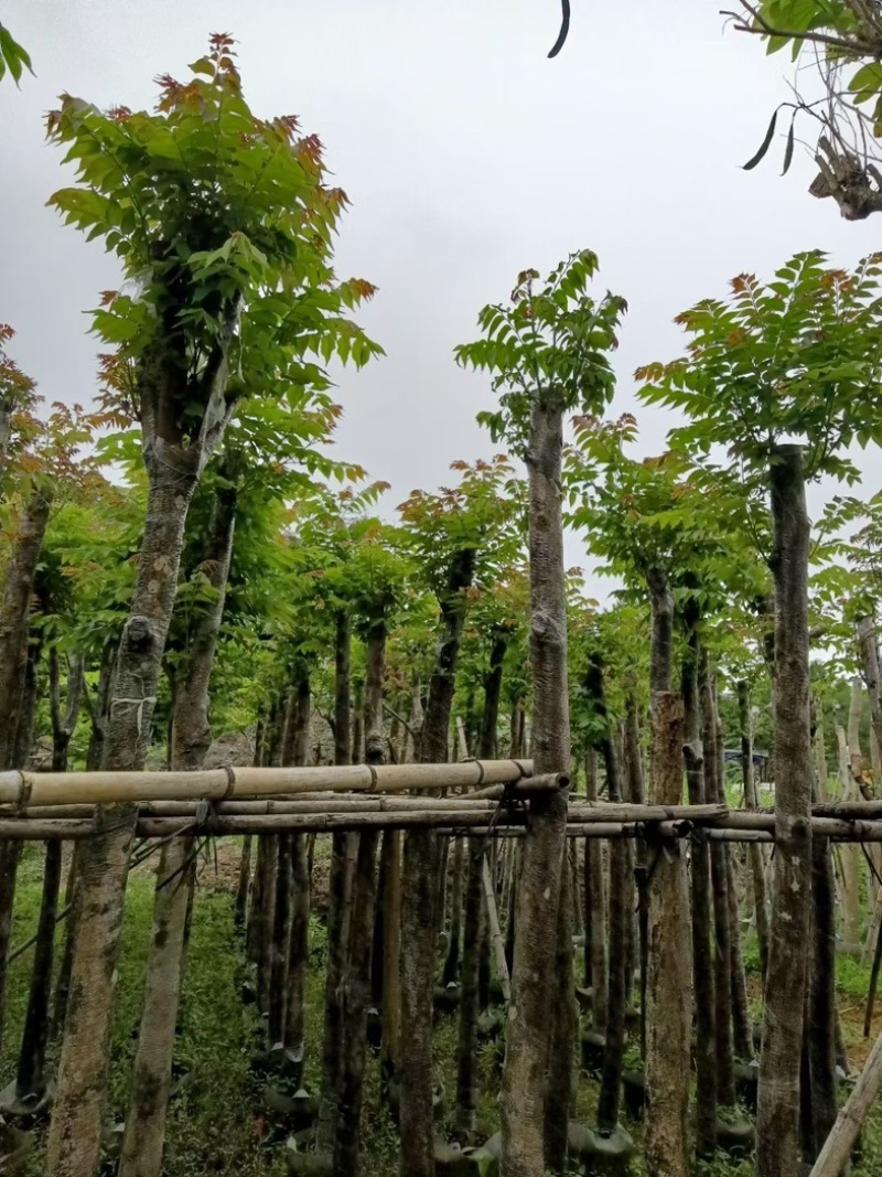 麻楝8～10公分