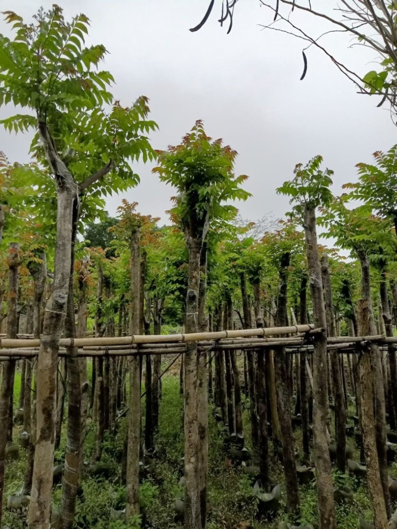 麻楝8～10公分