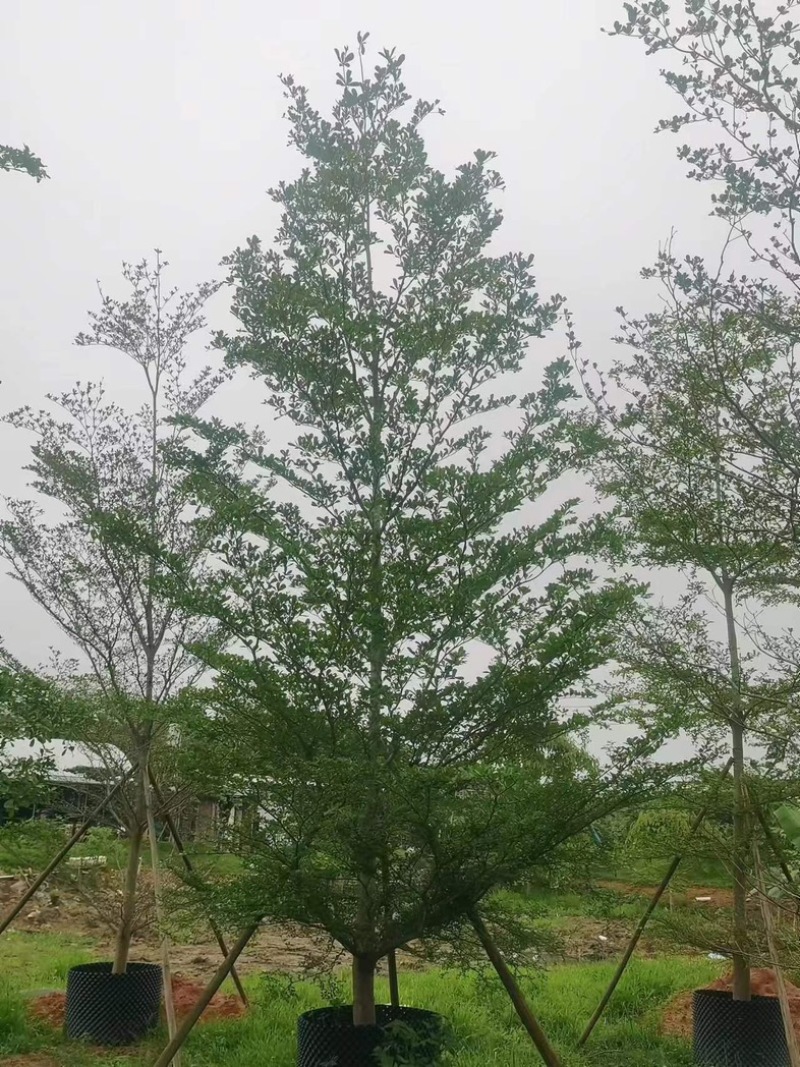 小叶榄仁树10～16公分