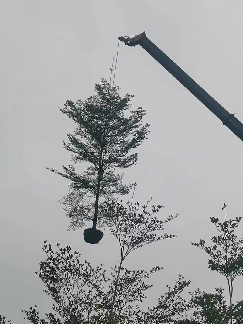小叶榄仁树10～16公分