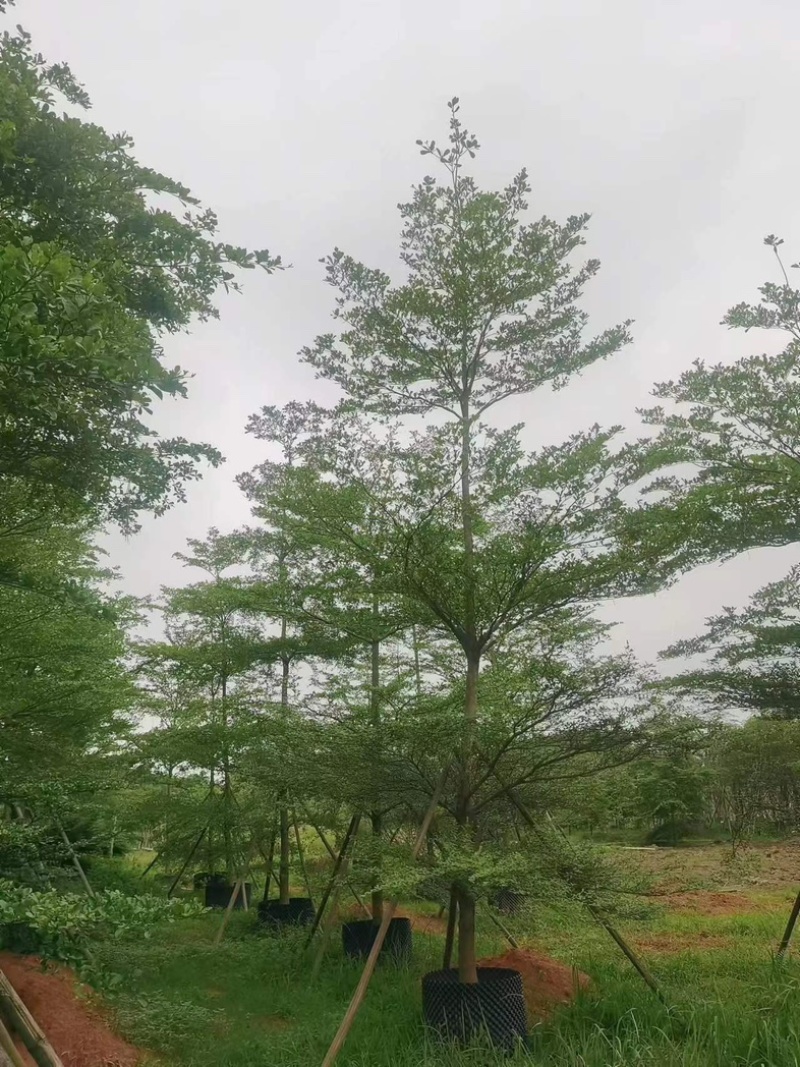 小叶榄仁树10～16公分