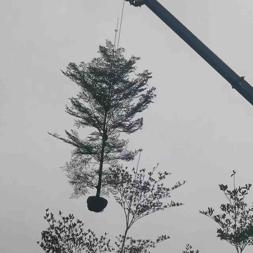 小叶榄仁树10～16公分