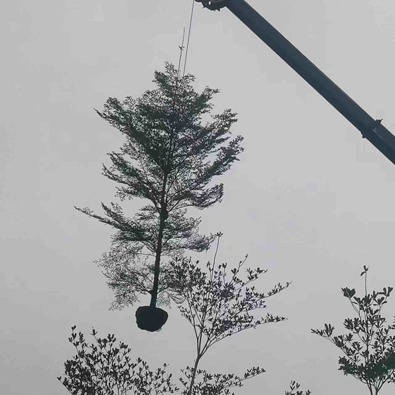 小叶榄仁树10～16公分