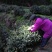 岳西翠兰炒青绿茶