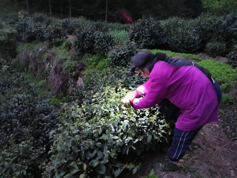 岳西翠兰炒青绿茶