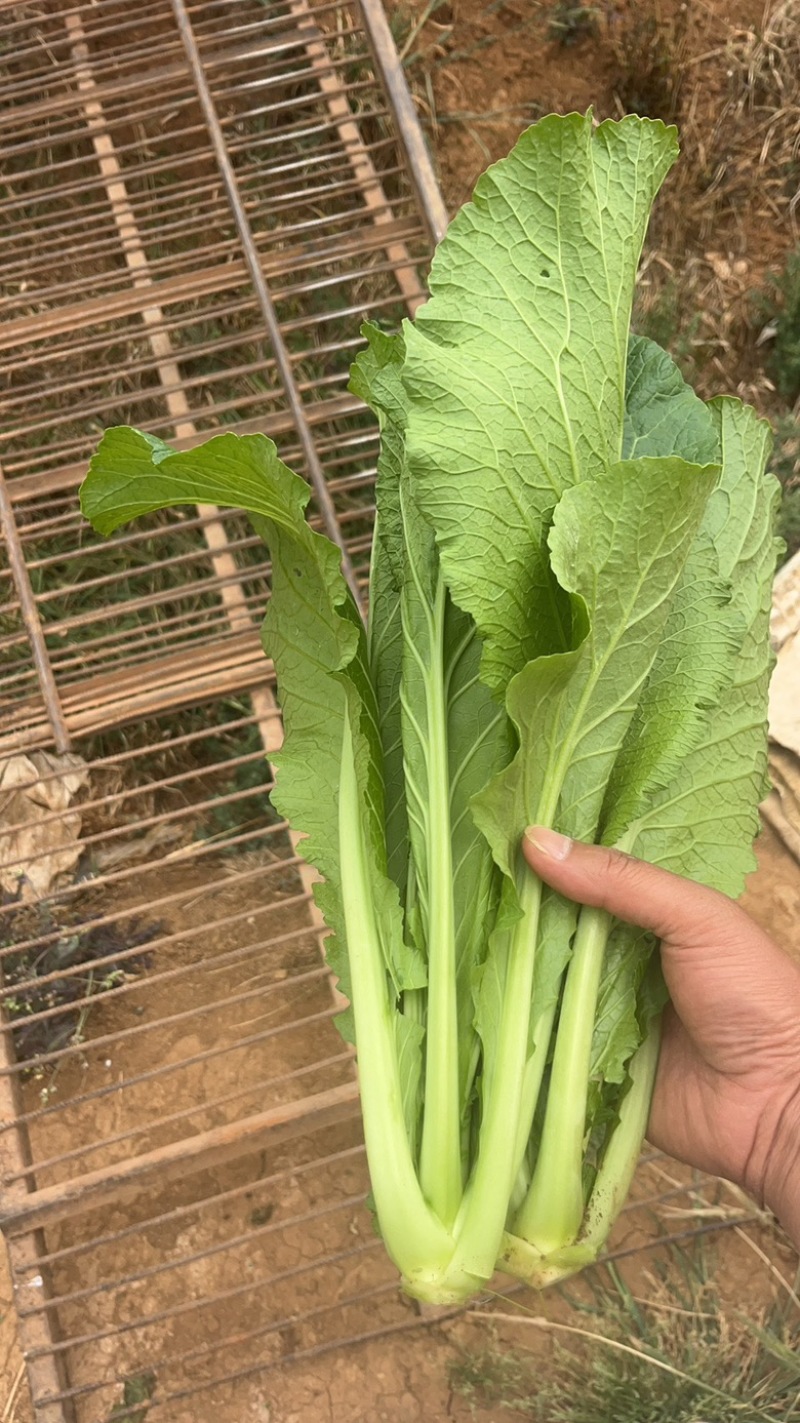 云南青菜，贵州春菜，做酸菜的青菜