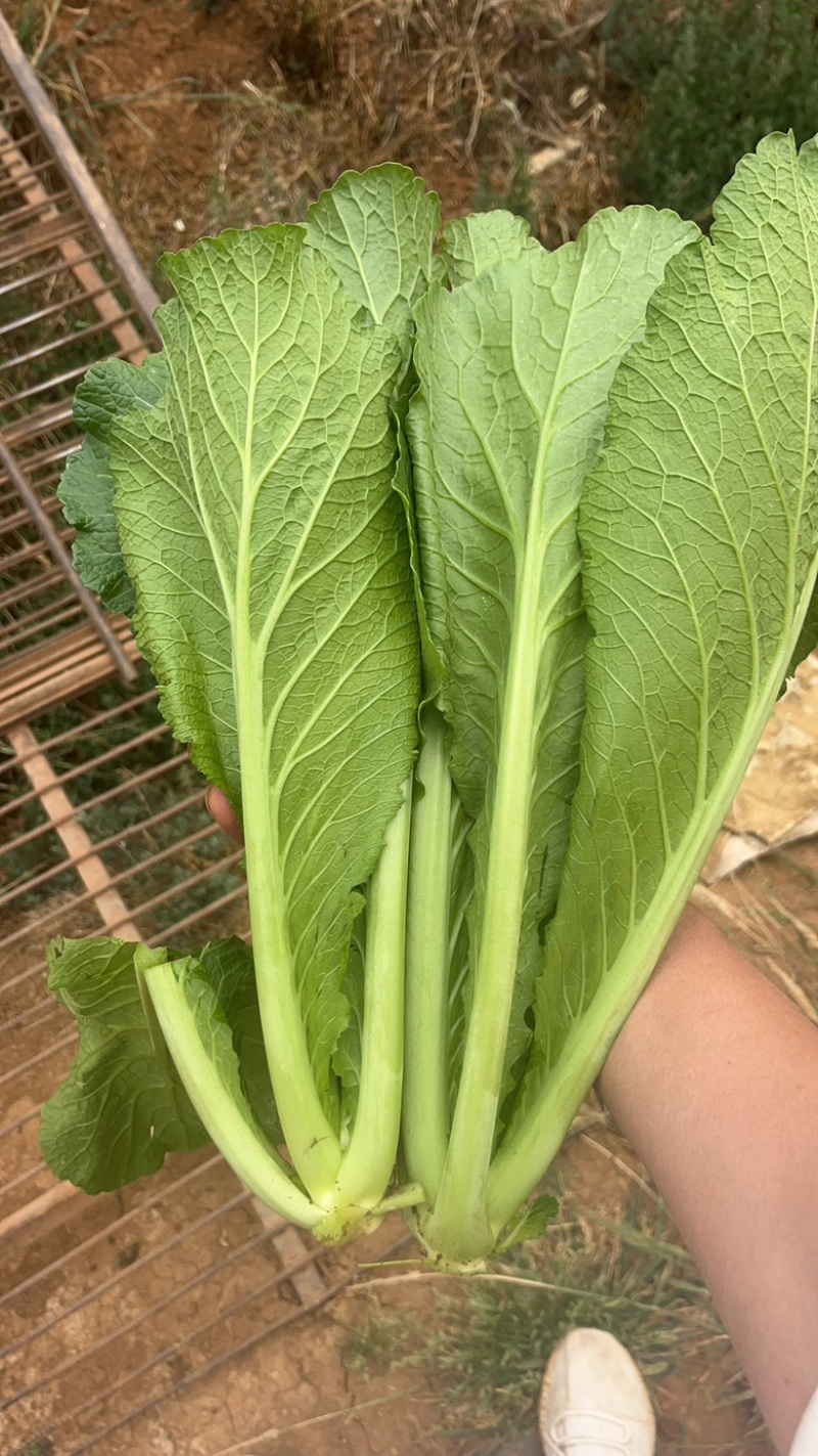 云南青菜，贵州春菜，做酸菜的青菜