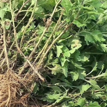 本公司供应金丝皇菊苗北京菊苏北菊杭白菊包技术包上车
