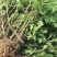本公司供应金丝皇菊苗北京菊苏北菊杭白菊包技术包上车