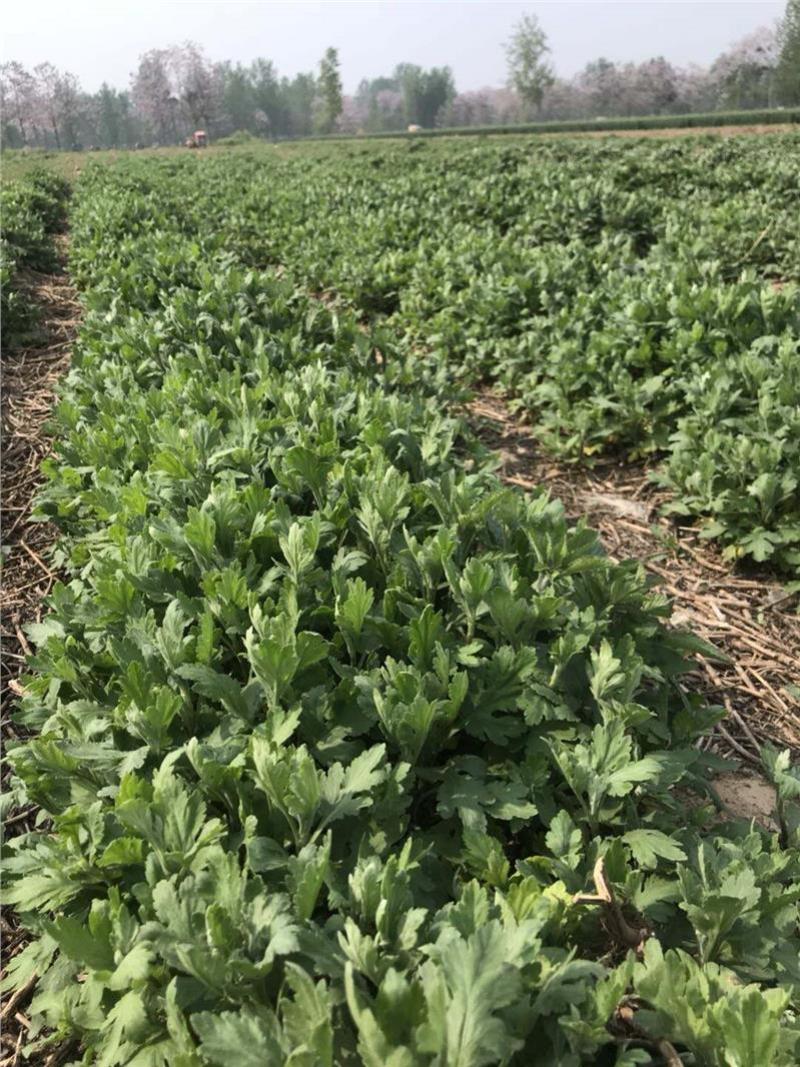本公司供应金丝皇菊苗北京菊苏北菊杭白菊包技术包上车