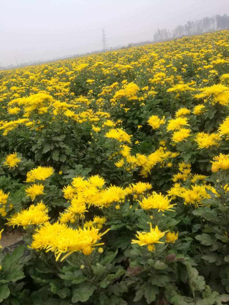 本公司供应金丝皇菊苗北京菊苏北菊杭白菊包技术包上车