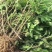 本公司供应金丝皇菊苗北京菊苏北菊杭白菊包技术包上车
