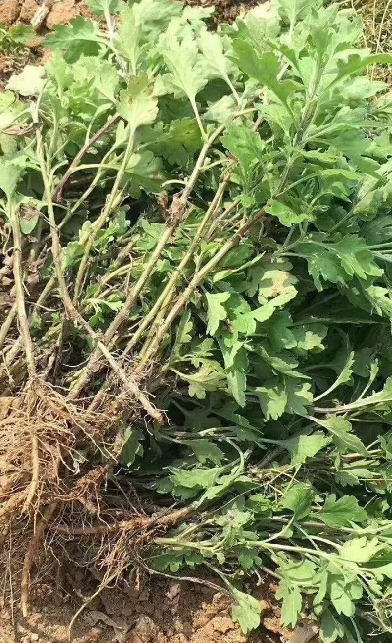 本公司供应金丝皇菊苗北京菊苏北菊杭白菊包技术包上车