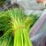 红帽蒜苔新鲜现货苔长长度20到30。电商市场商超