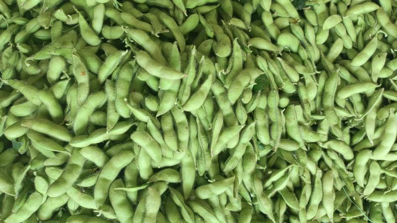 毛豆，安徽芜湖沈鲜毛豆，现采现摘，产地直供