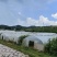 10月15大棚小辣椒、龙湖椒、发财椒、电商代发、餐饮配送