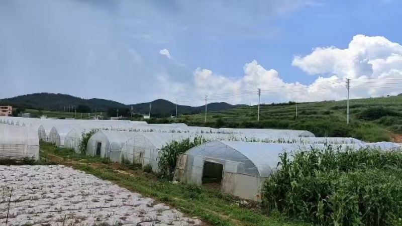 10月15大棚小辣椒、龙湖椒、发财椒、电商代发、餐饮配送