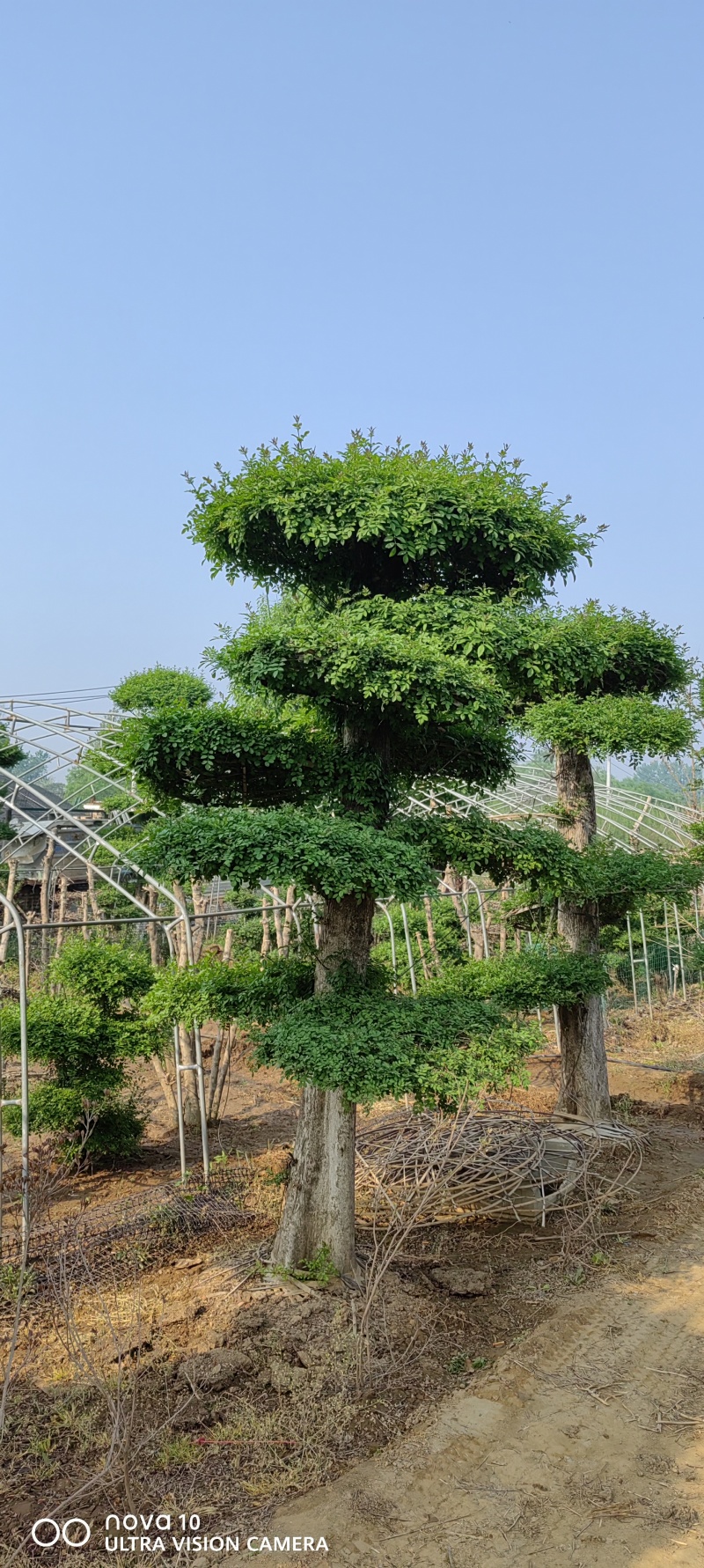 对节白蜡2.2米8个盘3米对节白蜡9个盘造型10米白蜡
