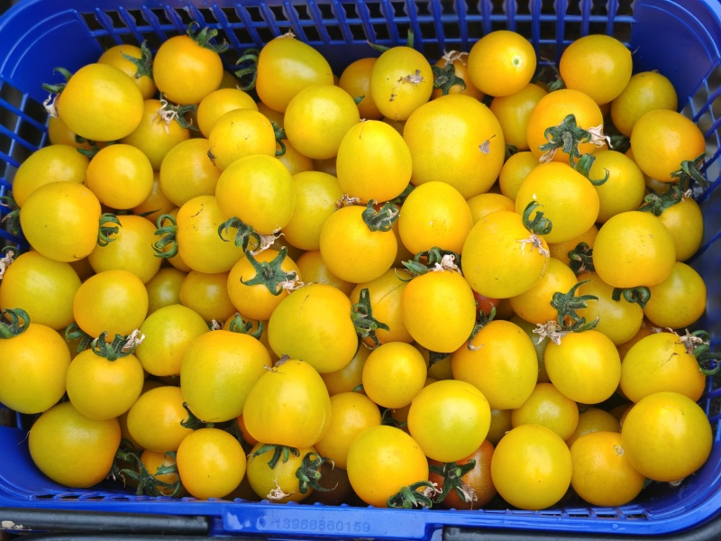 上海本地小番茄红黄青紫白各种品类小番茄自家种植