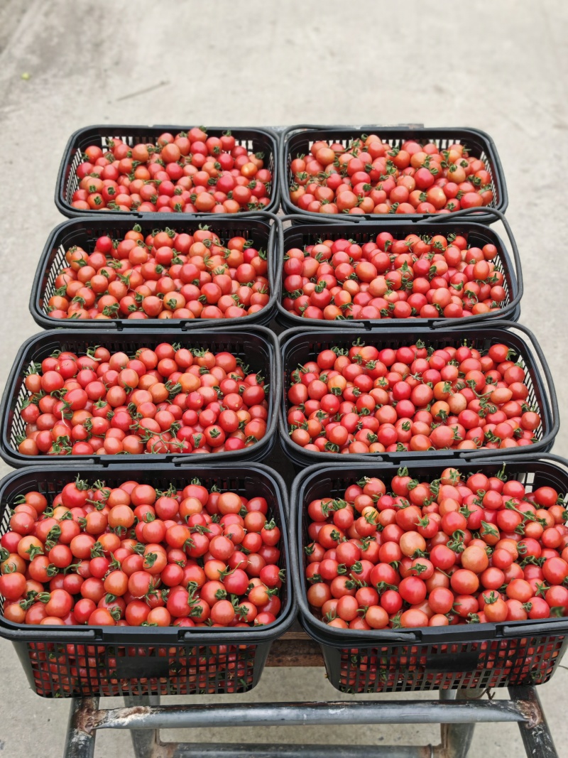 上海本地小番茄红黄青紫白各种品类小番茄自家种植
