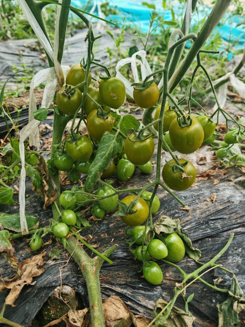 上海本地小番茄红黄青紫白各种品类小番茄自家种植