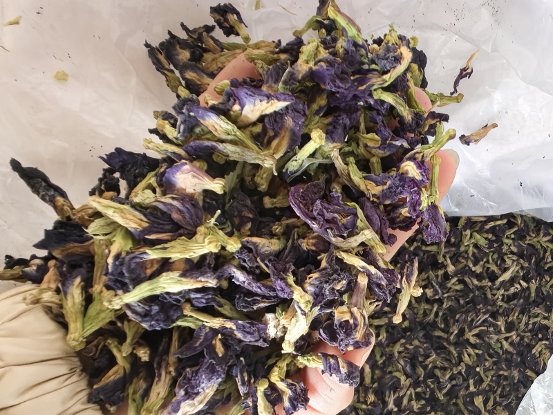 蓝蝴蝶批发蓝蝴蝶蝶豆花产地货源蝶豆花花茶