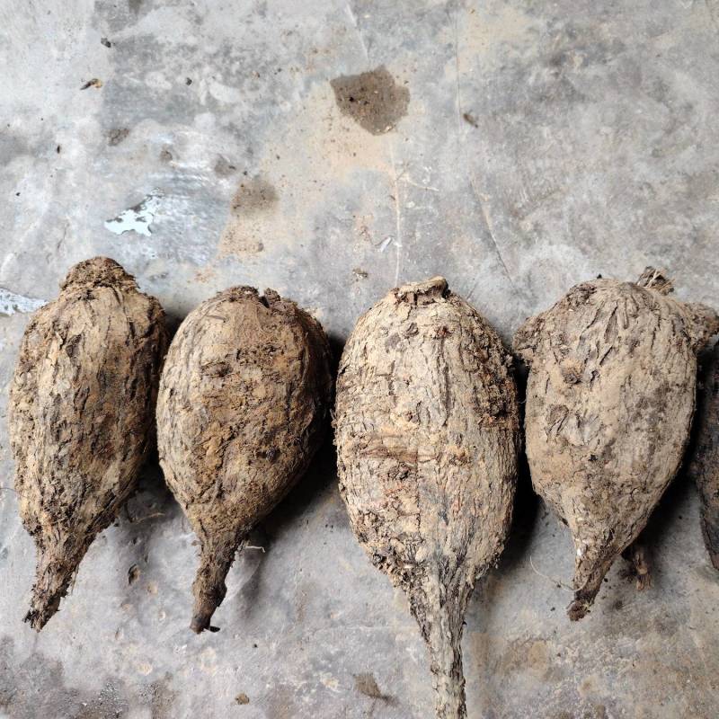 入地老鼠紫茉莉根