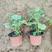 马蹄纹天竺葵，工程绿化用苗，花卉市场盆栽批发