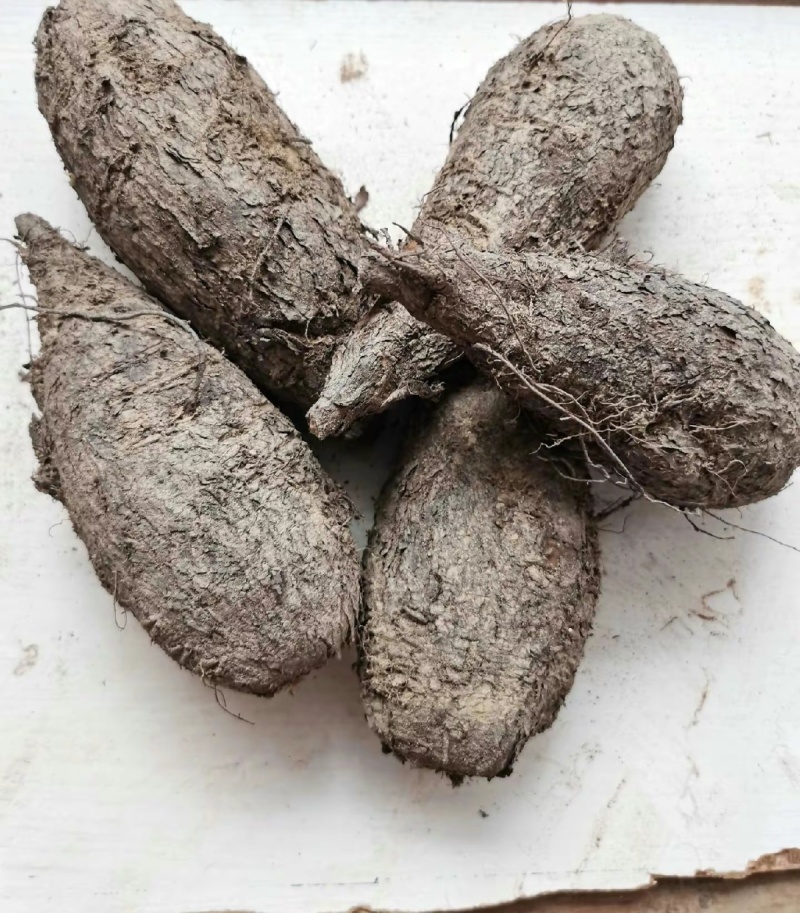 入地老鼠紫茉莉根