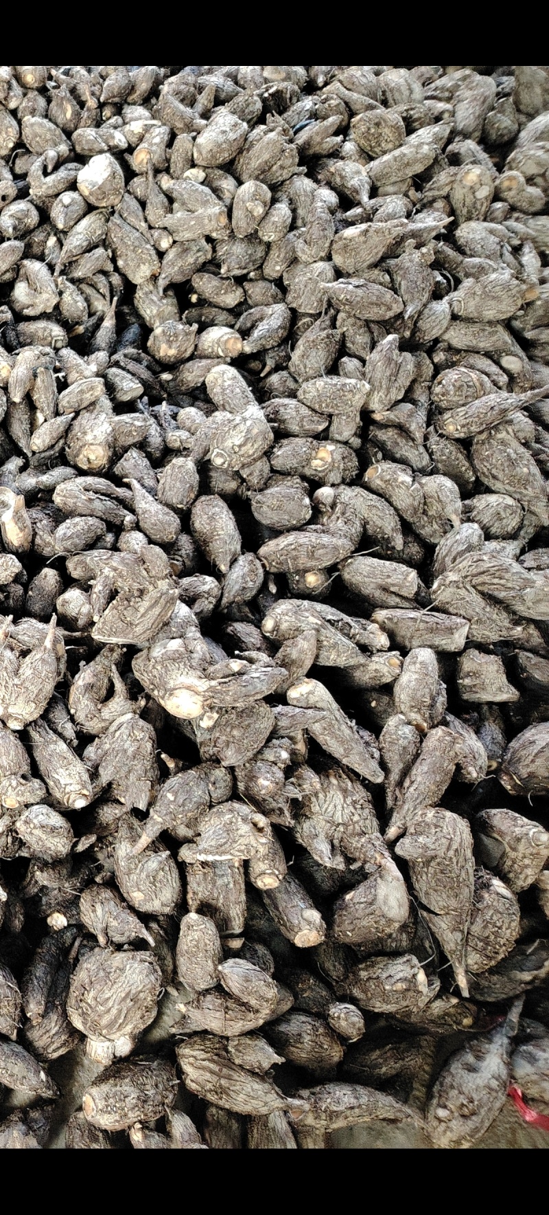 入地老鼠紫茉莉根