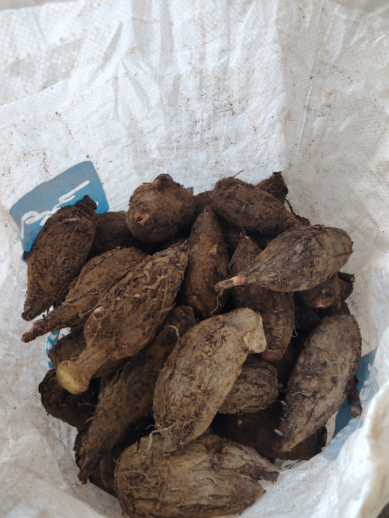 入地老鼠紫茉莉根