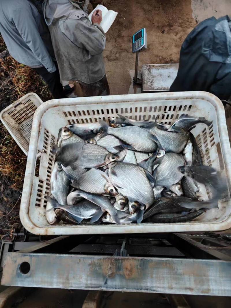 鳊鱼大量有货大量有货，欢迎来钓场采购，成活率高开口快