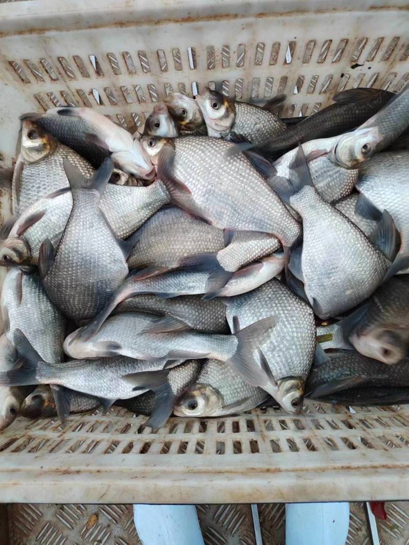 鳊鱼大量有货大量有货，欢迎来钓场采购，成活率高开口快