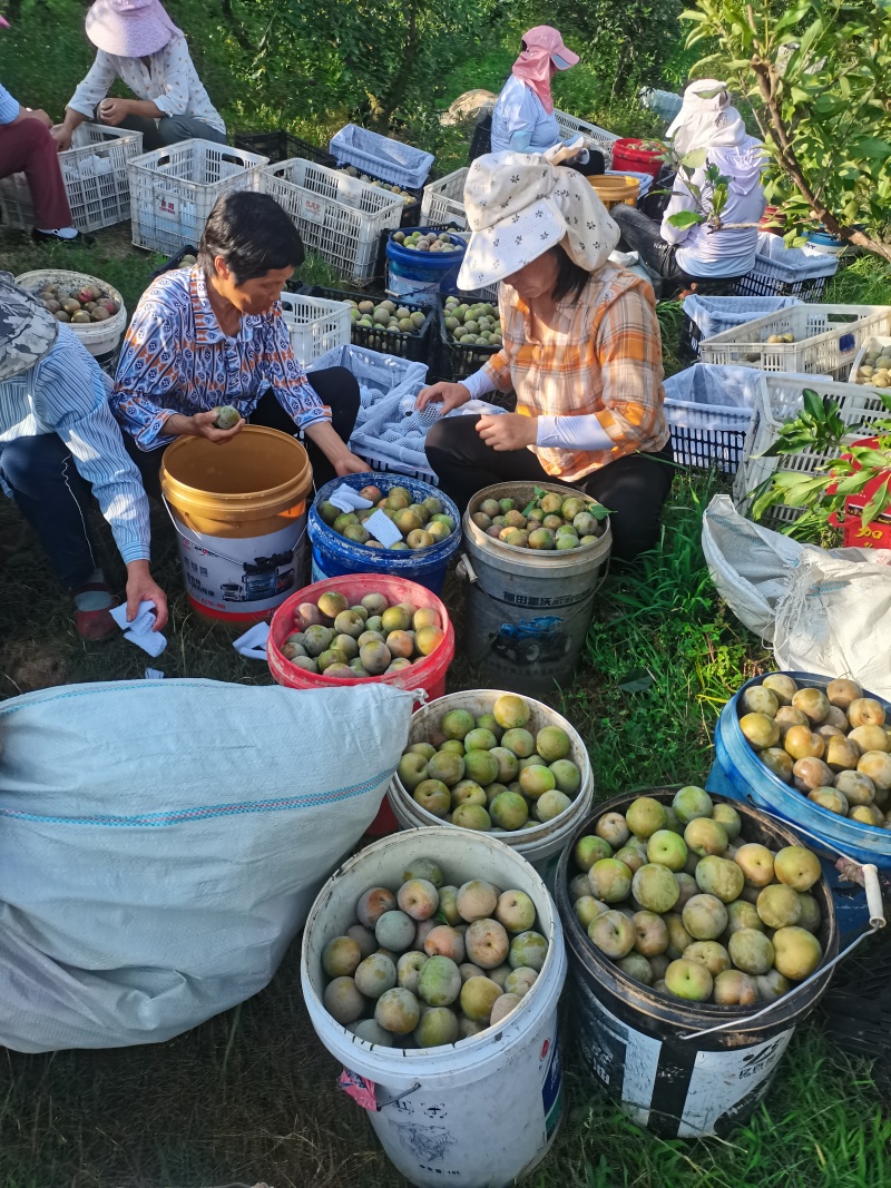 李子味帝产地湖北宜城