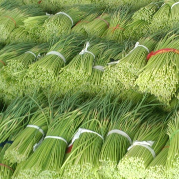 邳州红帽蒜苔，主供市场电商